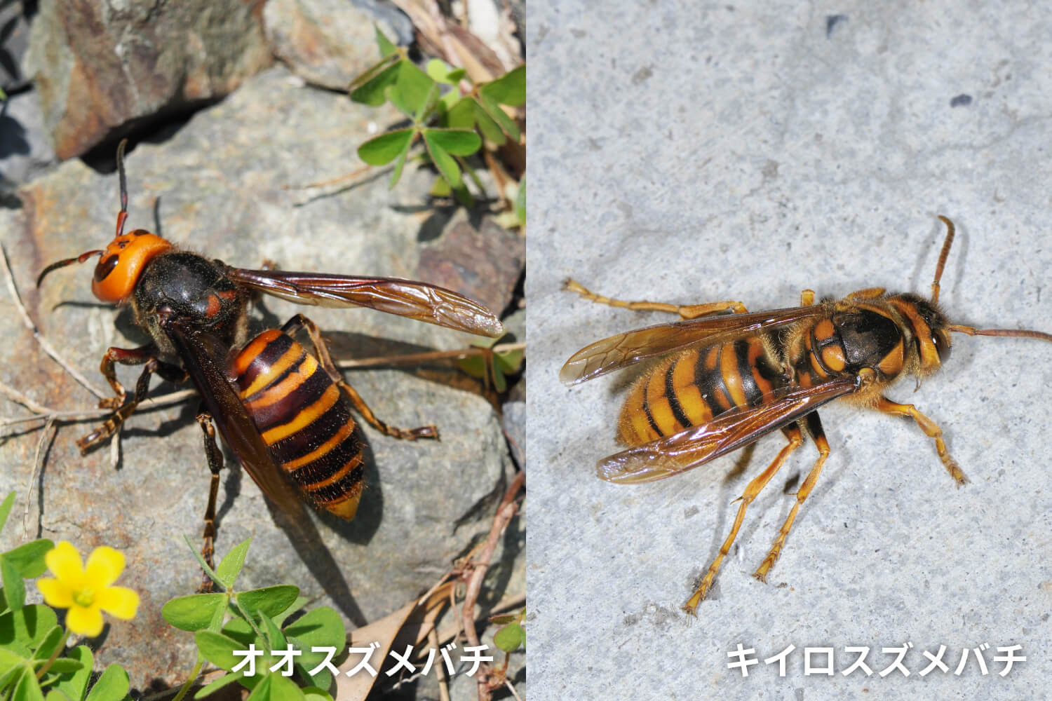 オオスズメバチ・キイロスズメバチ 駆除料金：16,000円〜