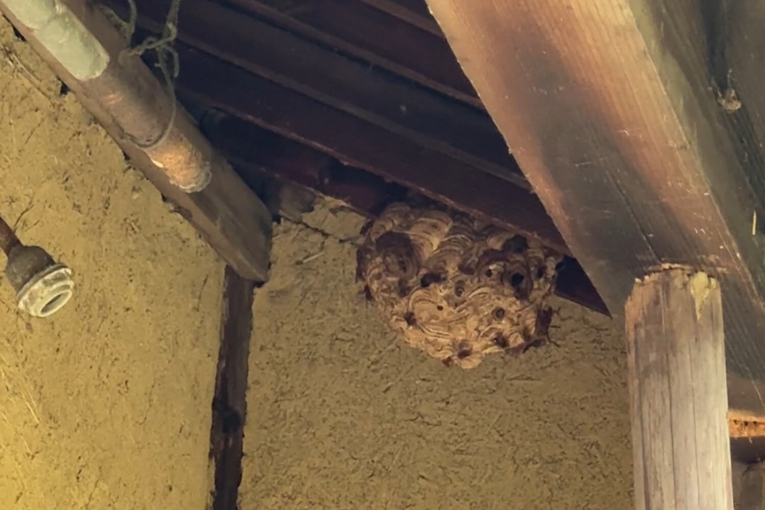 軒下にあるキイロスズメバチの巣