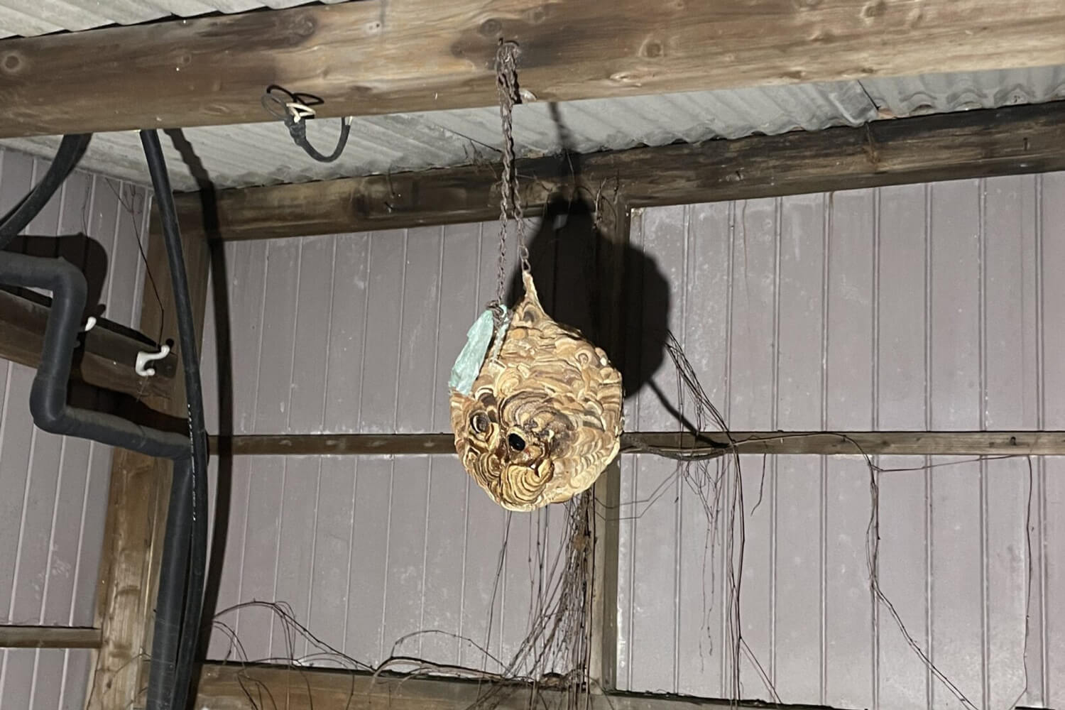 空き家に作られたコガタスズメバチの巣