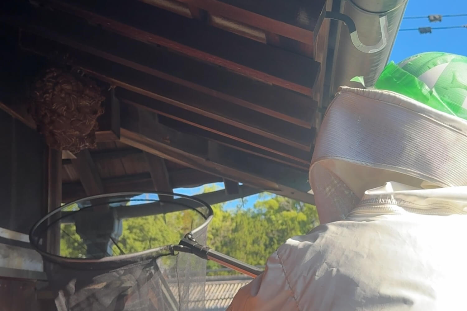 屋根の上でのキイロスズメバチの駆除の様子