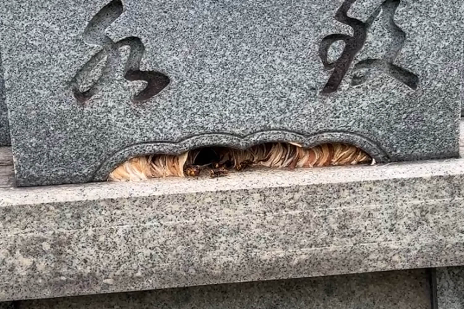 お墓に巣を作ったモンスズメバチの巣