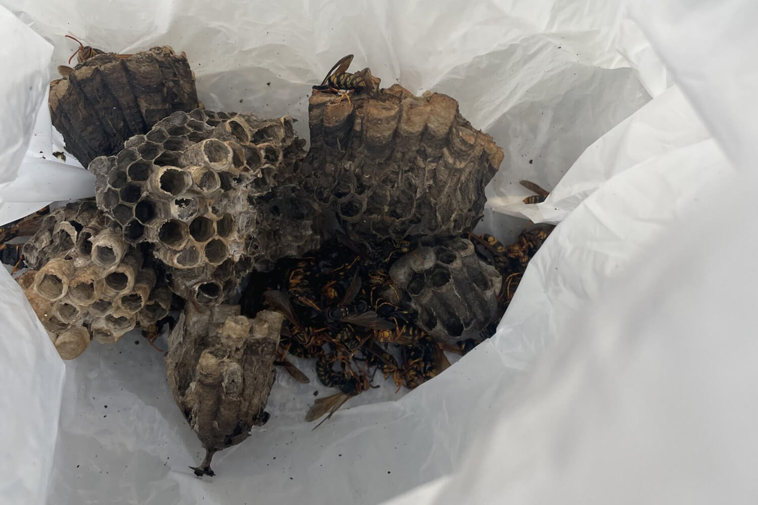 大量のアシナガバチの巣